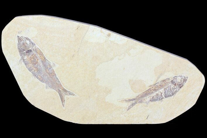 Two Detailed Knightia Fossil Fish - Wyoming #75960